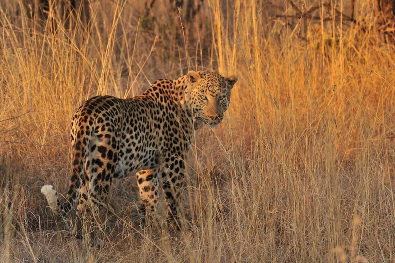 Pilanesberg Private Lodge Ngoại thất bức ảnh